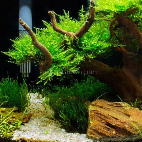 Spiderwood Driftwood Small (4-6")