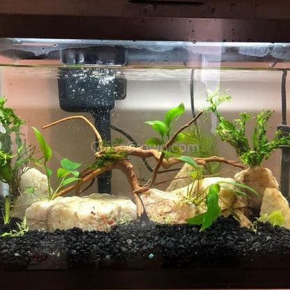 Spiderwood Driftwood Small (4-6")