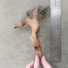 Pacific Driftwood Small (3-6")