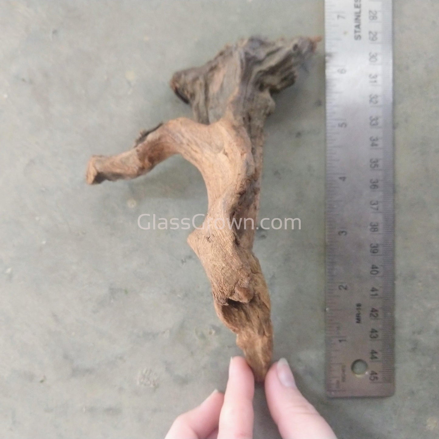 Pacific Driftwood Medium (6"+)