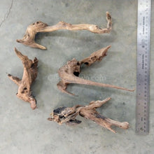 Pacific Driftwood Small (3-6")