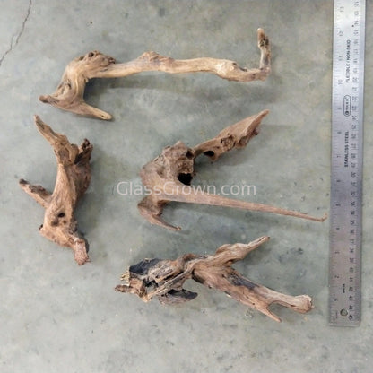 Shrimp Breeders Plant Pack (3 Plants)