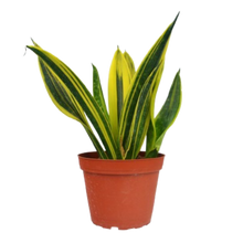 Snake 'Gold Flame'
