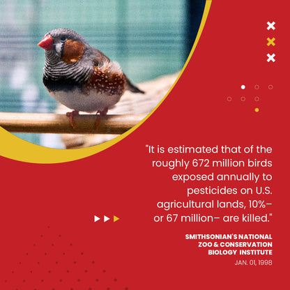 Organic Hulled Millet 5 Lbs