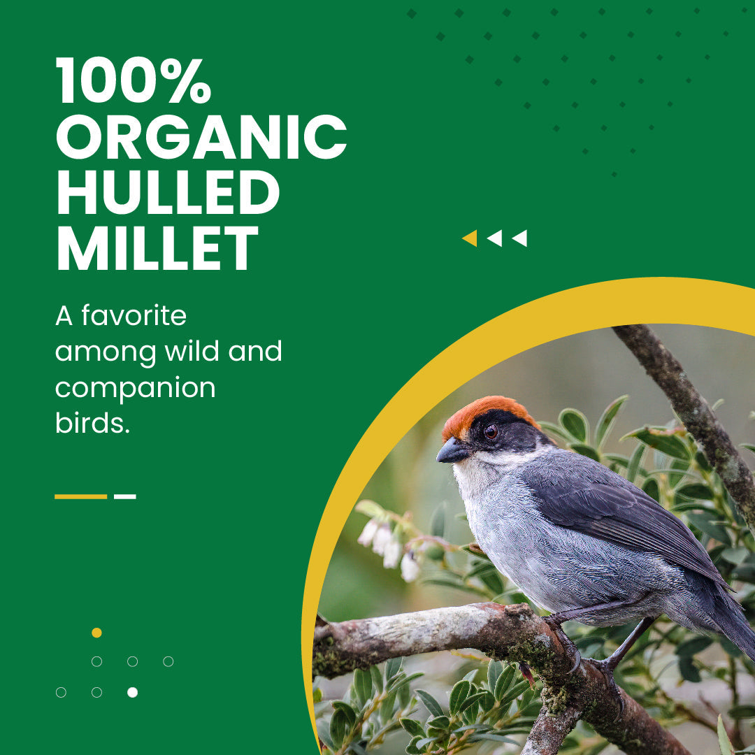Organic Hulled Millet 5 Lbs