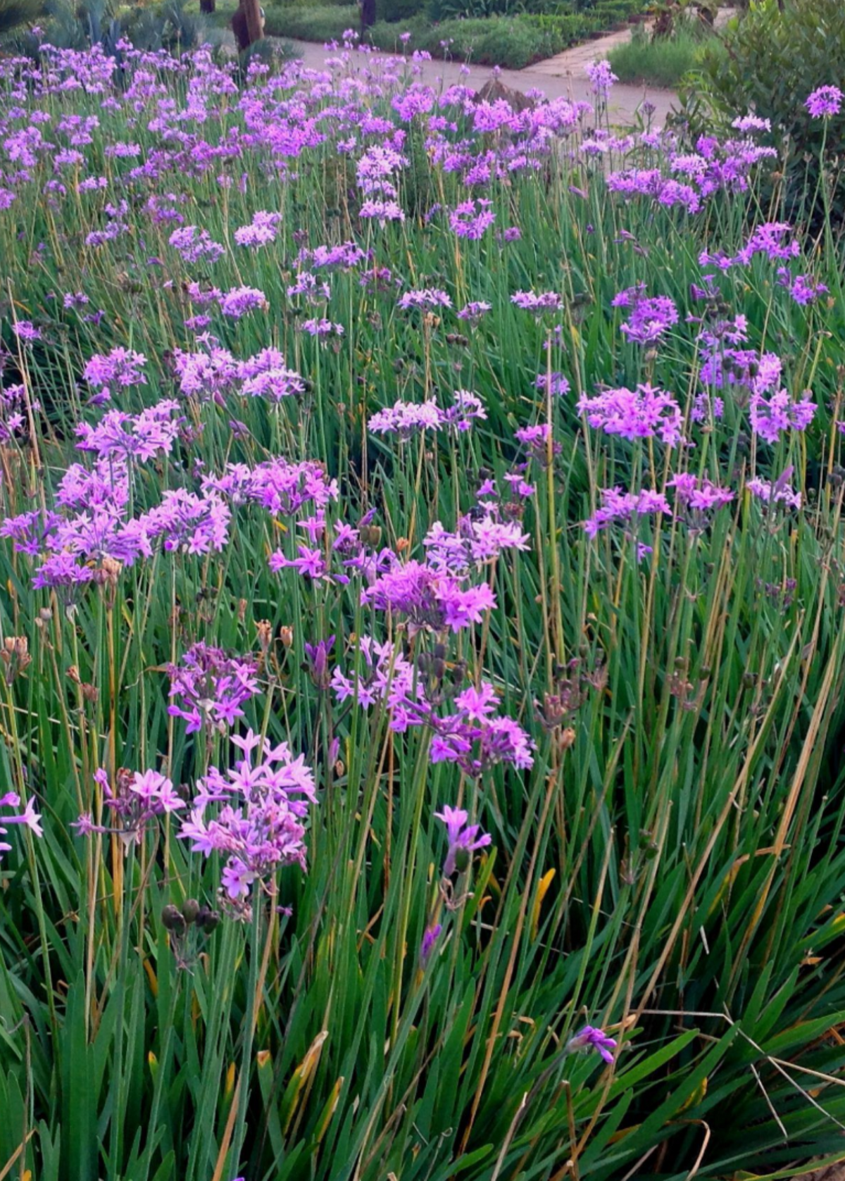 Society Garlic Plant | Perennial Herb with Lavender Flowers | Tulbaghia violacea | Drought-Tolerant, Fragrant Leaves