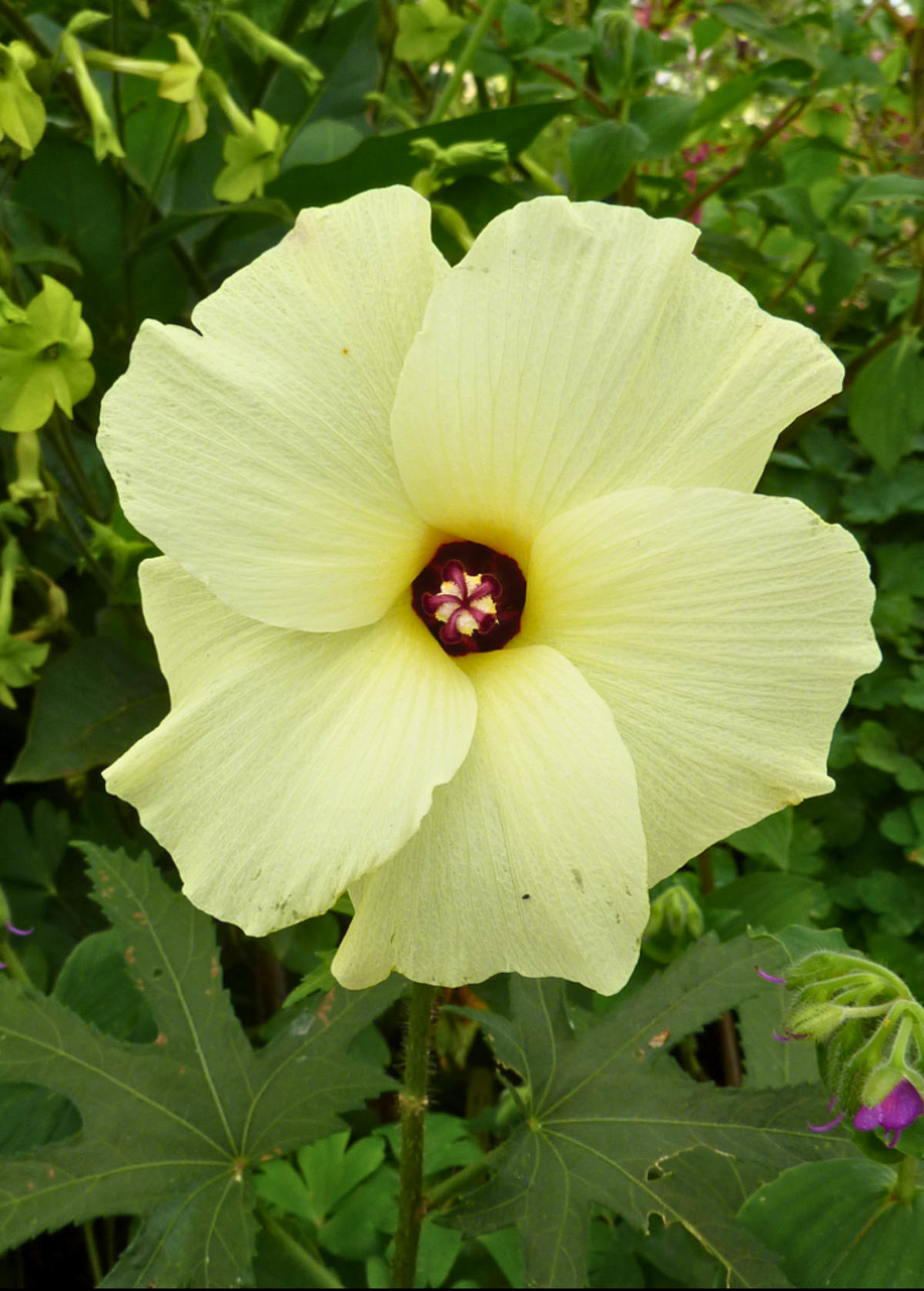 Sea Salad Hibiscus Tree, Edible Leaves & Yellow Flowers, Tropical Abelmoschus manihot Plant