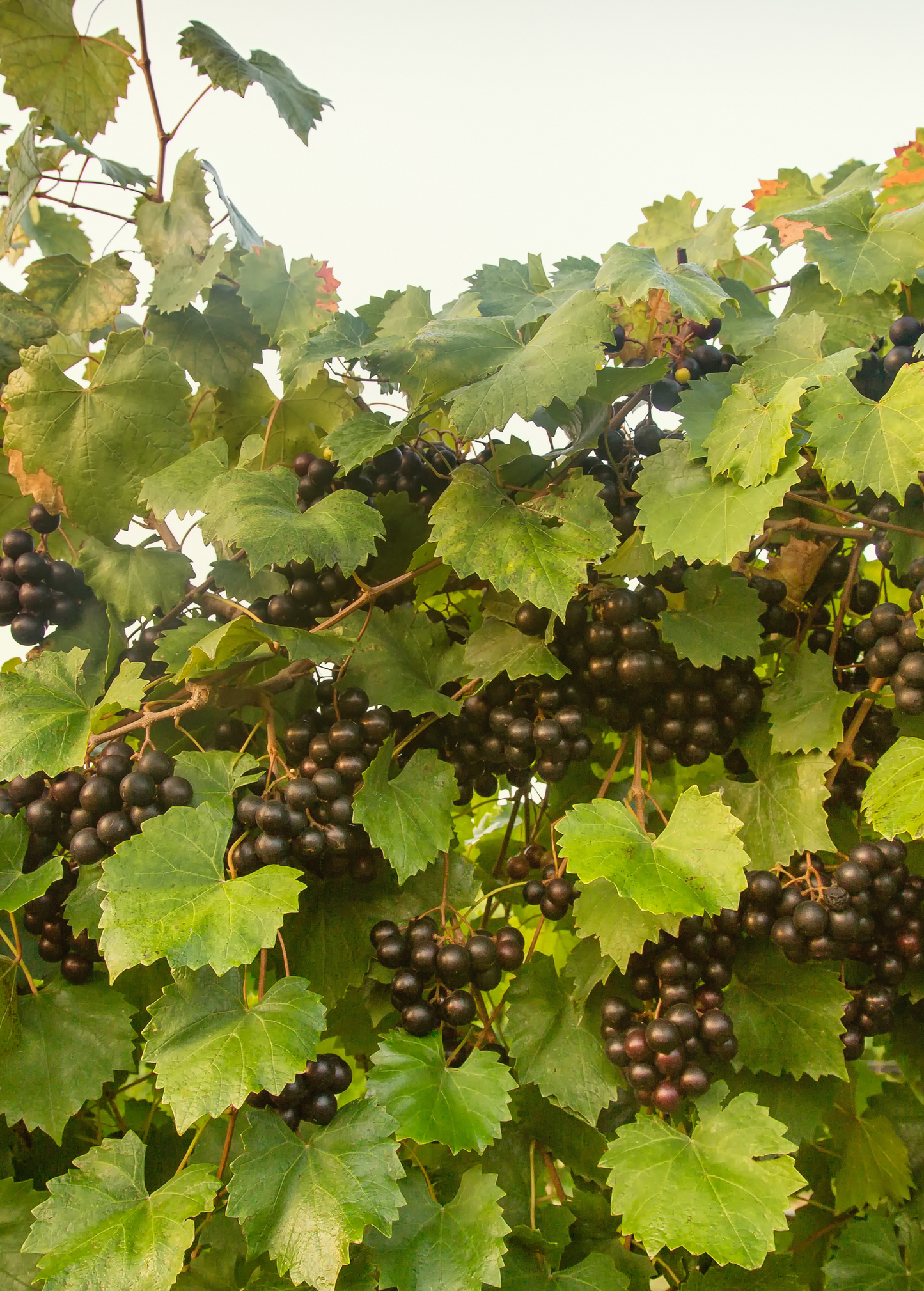 Grape Vine Southern Home Hybrid Vitis rotundifolia x Vitis vinifera Ornamental & Edible