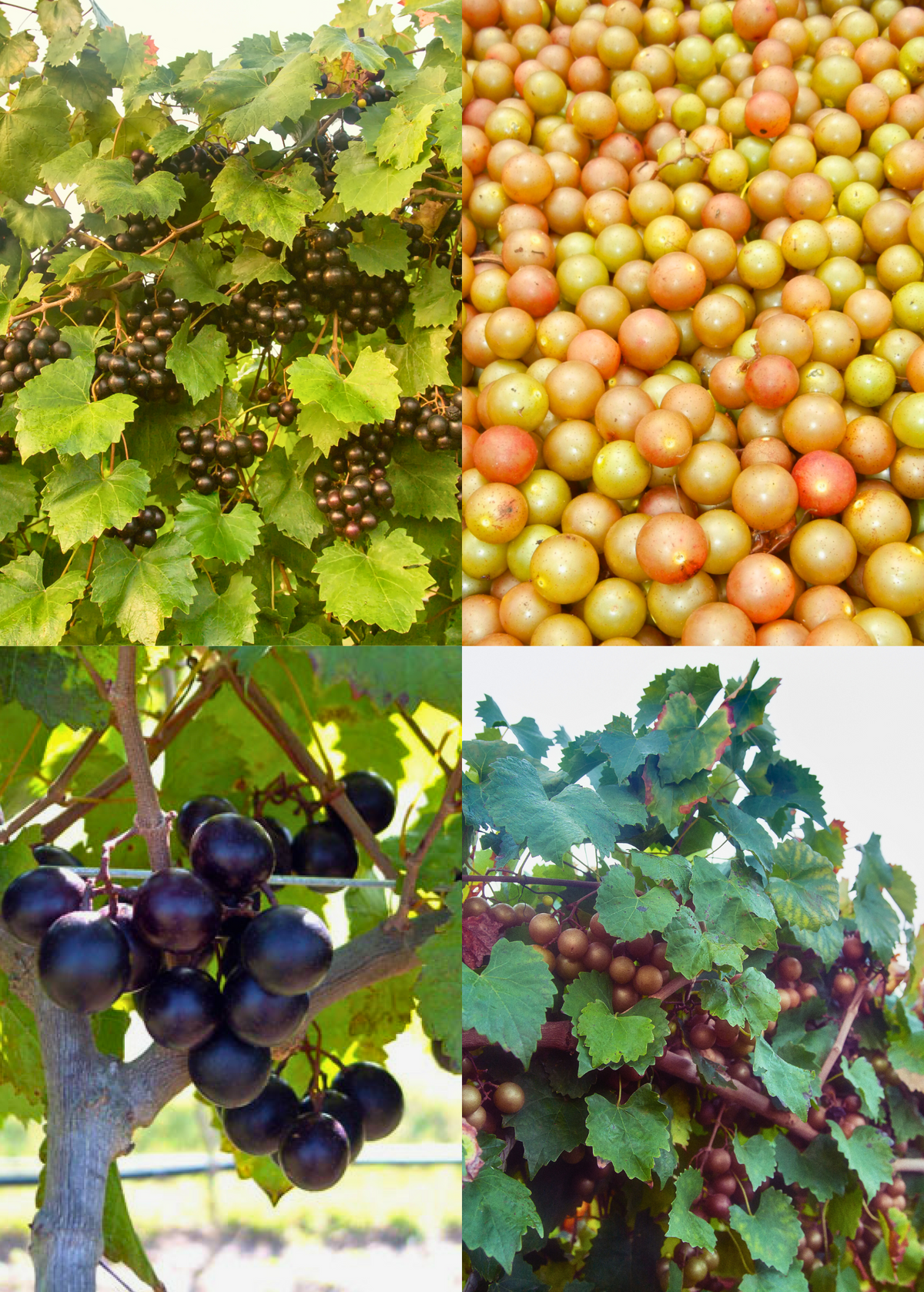 Southern Muscadine Grape Bundle – Carlos, Alachua & Southern Home – Hardy, Sweet, Disease-Resistant Grapevines in 4" Pots