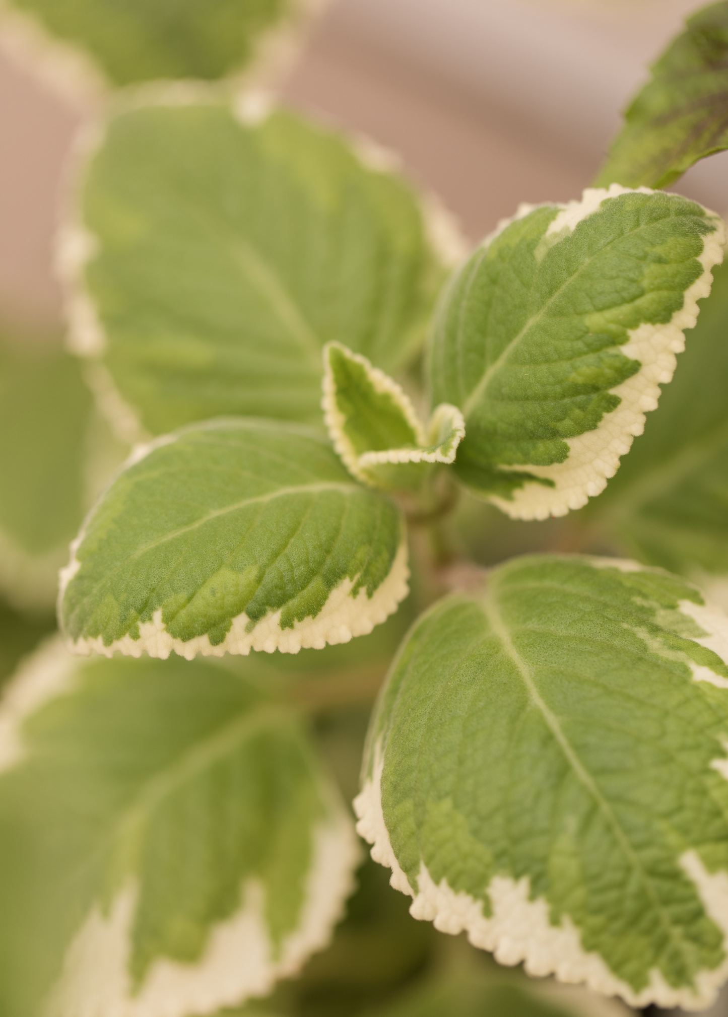 Variegated Cuban Oregano Plant, Plectranthus amboinicus, Aromatic Herb, Indoor/Outdoor, Fragrant, Versatile Herb