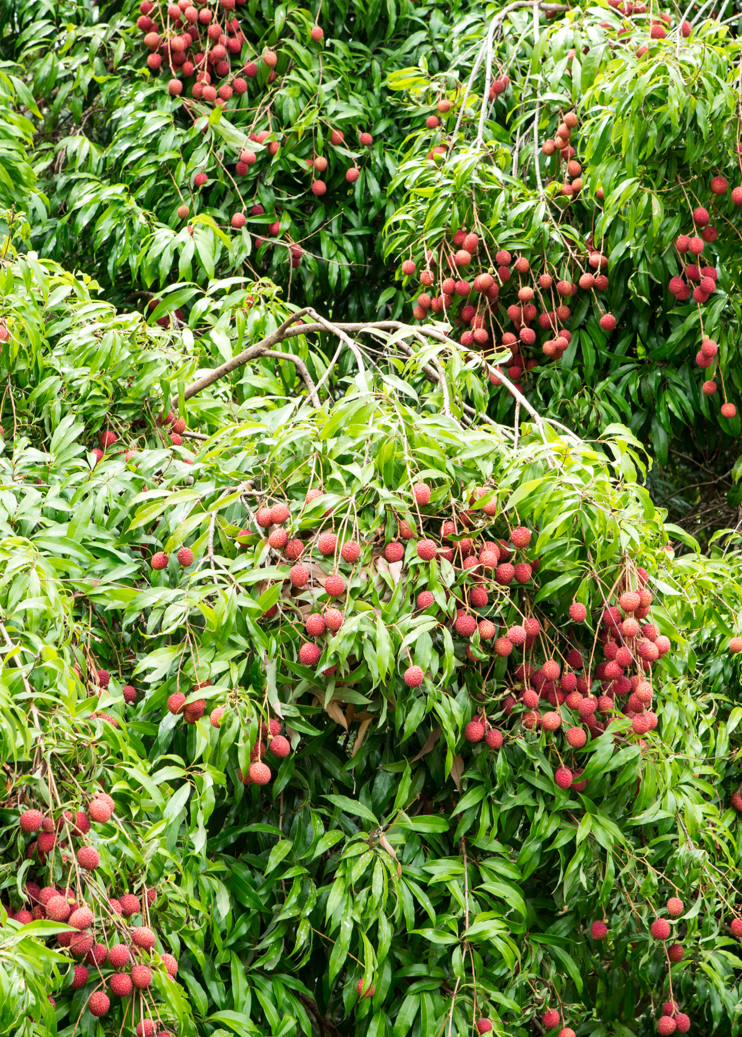 Lychee Tree Brewster Litchi chinensis Fruit Tree Tropical Subtropical Edible Plant