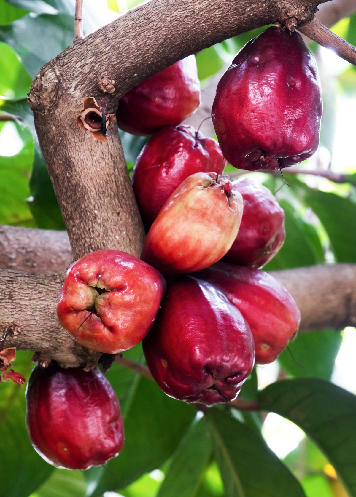 Malay Apple Tree, Tropical Fruit Tree, Syzygium malaccense, Ornamental & Edible, Pink/Red Fruits