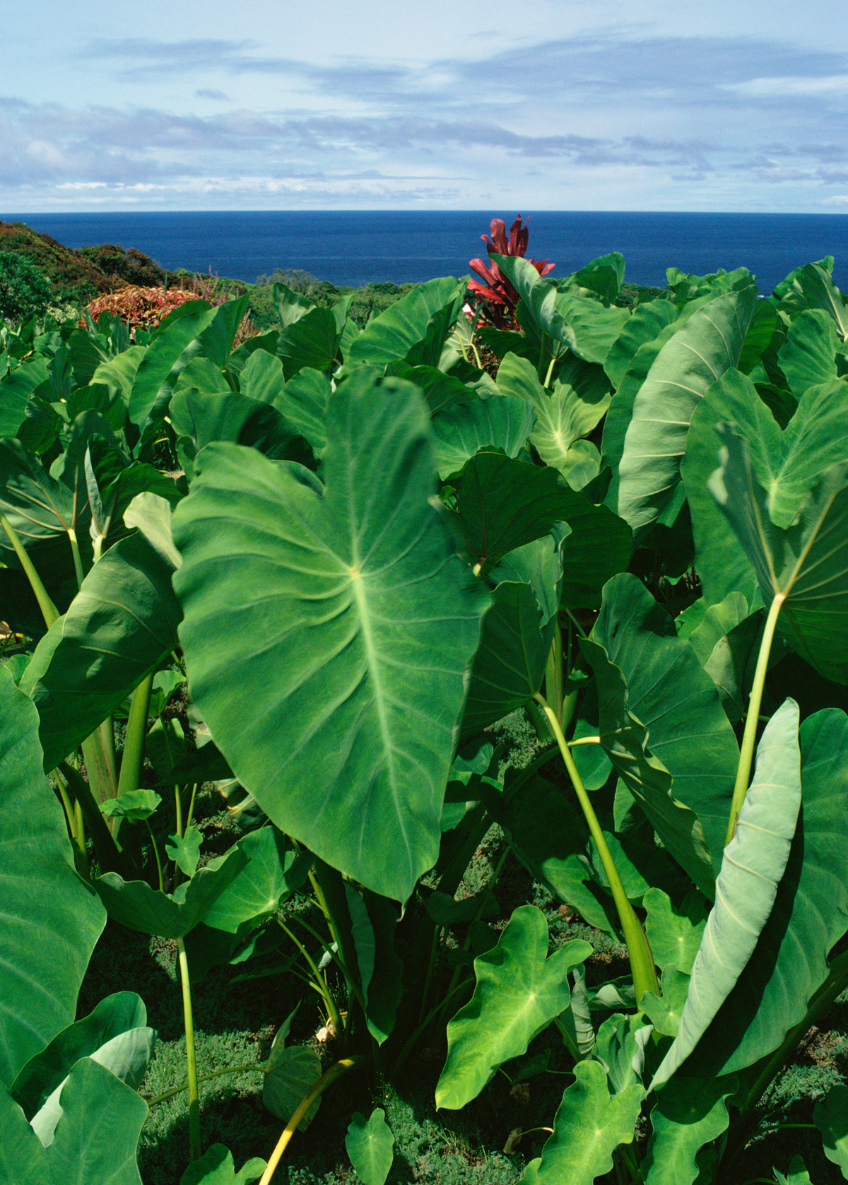 Taro Plant Chinese Bun Long Edible Taro (Colocasia esculenta) Tropical Perennial Herb