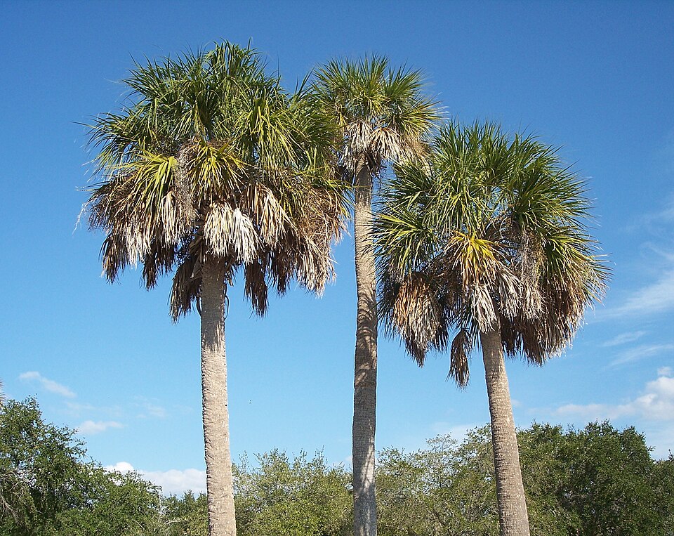 Sabal Palmetto Seeds – Cabbage Palm, Palmetto Palm, Blue Palmetto, Native American Palm, 5 Seeds