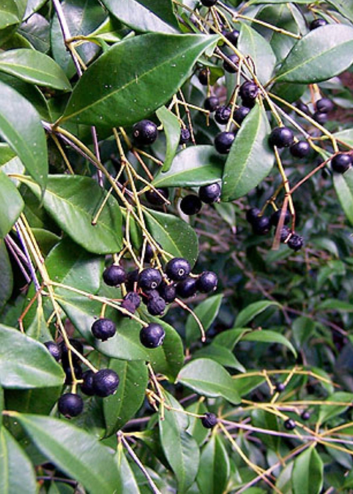 Spice Wood Shrub or Tree - Myrcia neopallens, Aromatic White Flowers, Edible Berries, Pollinator-Friendly, Endangered Plant