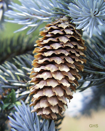 50 Colorado BLUE SPRUCE Tree Picea Pungens Glauca Christmas Tree White Silver Spruce Evergreen Seeds