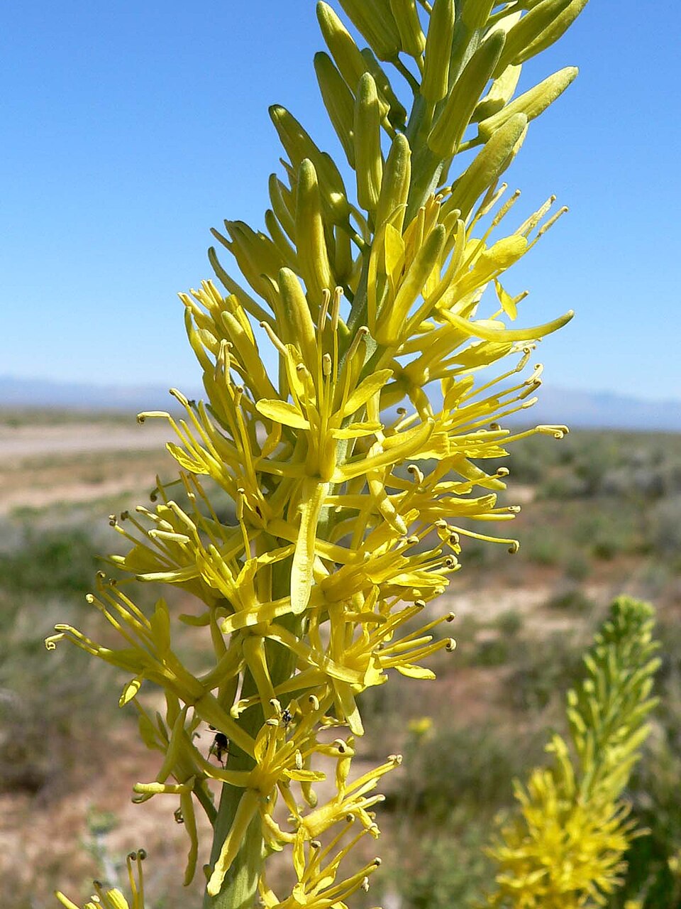 Stanleya pinnata Seeds – Prince's Plume Perennial Wildflower Drought-Tolerant Desert Plant, 40 Seeds
