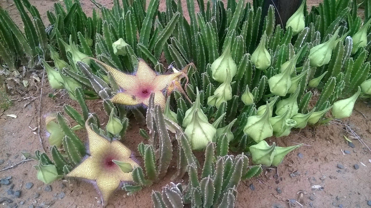 Stapelia gigantea Unrooted Cutting - Starfish Flower Cactus, Giant Carrion Flower Succulent for Propagation & Collectors