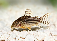 Corydoras sterbai