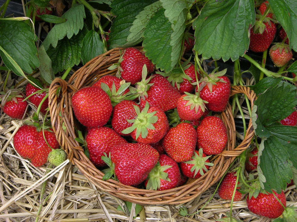 Sparkle Strawberry Plants Bare Root June-Bearing Heirloom Fruit Plants, Cold Hardy, Sweet Flavor, Vigorous Garden Starter