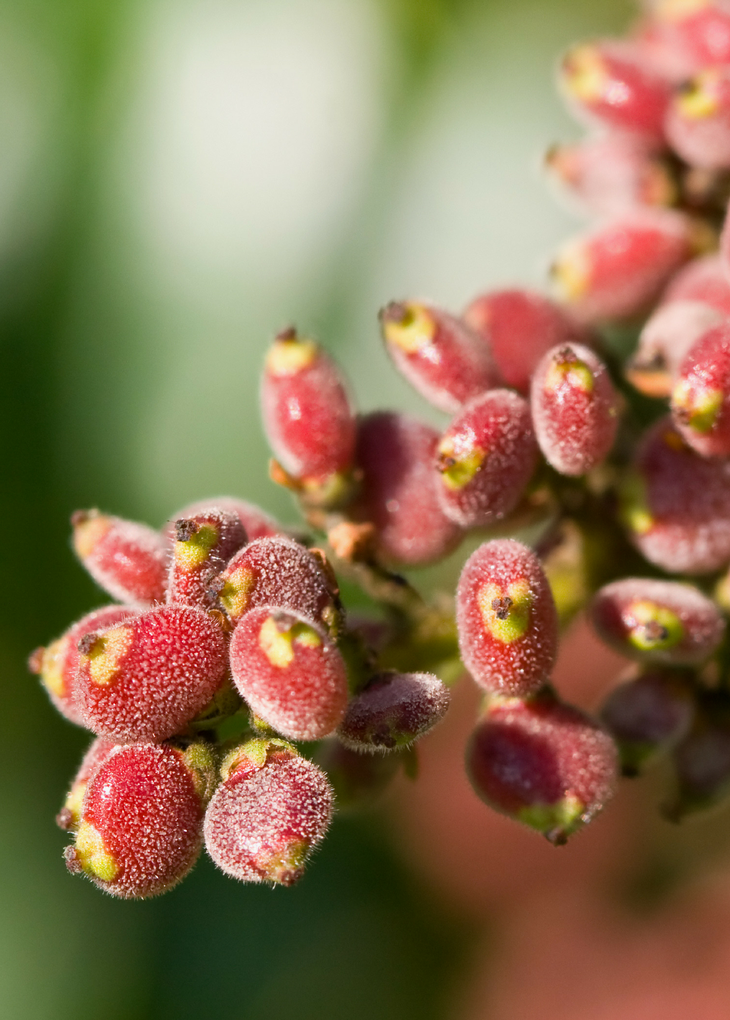 Florida Native Sumac Shrub Rhus copallinum Dwarf Winged Sumac Ornamental Plant