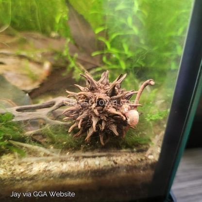 Sweet Gum Pods 3 Pack