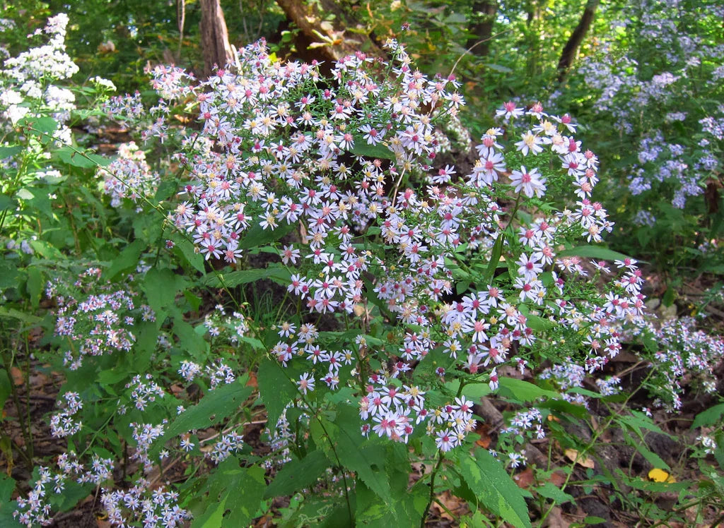 500 Symphyotrichum cordifolium Seeds | Heart-leaved Aster Native Perennial Wildflower for Pollinators & Woodland Gardens
