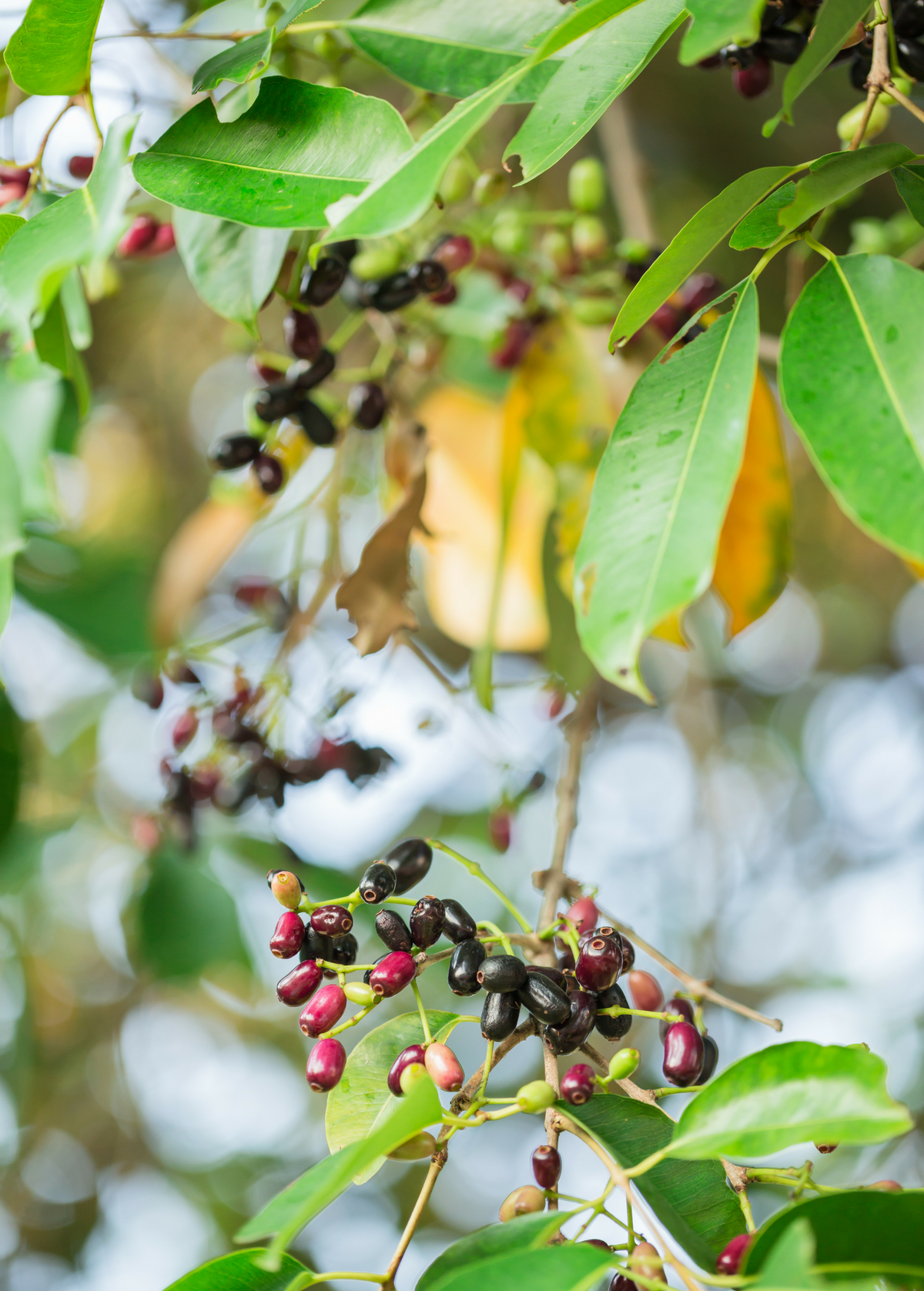 Jamun Tree, Edible Fruit, Dark Purple Jambul, Syzygium cumini, Tropical Fruit Tree for Outdoors
