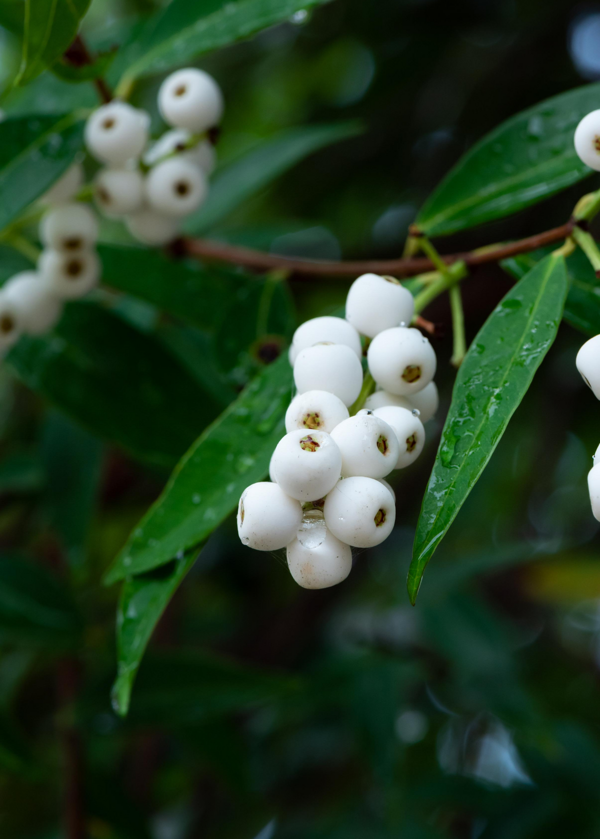 Samet Phak Mek (Syzygium gratum) - Edible Young Shoots & Leaves, Tropical Southeast Asian Wild Food Plant
