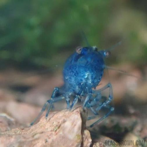 Blue Dream Dwarf Shrimp 10+ Pack