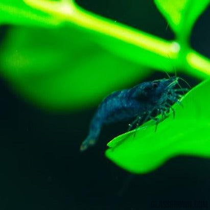 Blue Dream Dwarf Shrimp 10+ Pack