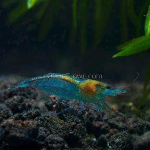 Blue Jelly Dwarf Shrimp 10+ Pack