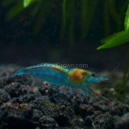 Blue Jelly Dwarf Shrimp 10+ Pack