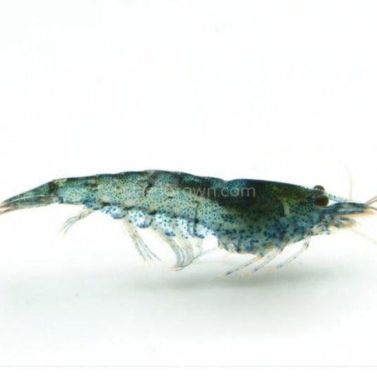 Blue Jelly Dwarf Shrimp 10+ Pack