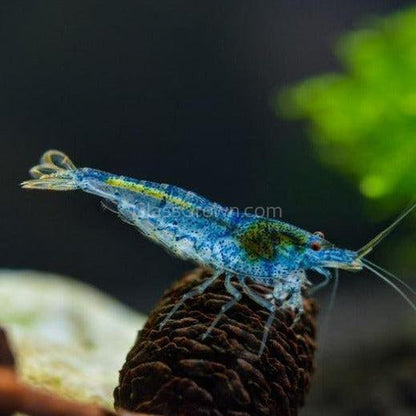 Blue Jelly Dwarf Shrimp 10+ Pack