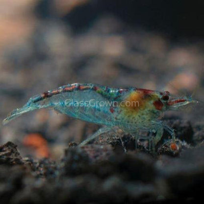 Blue Jelly Dwarf Shrimp 10+ Pack