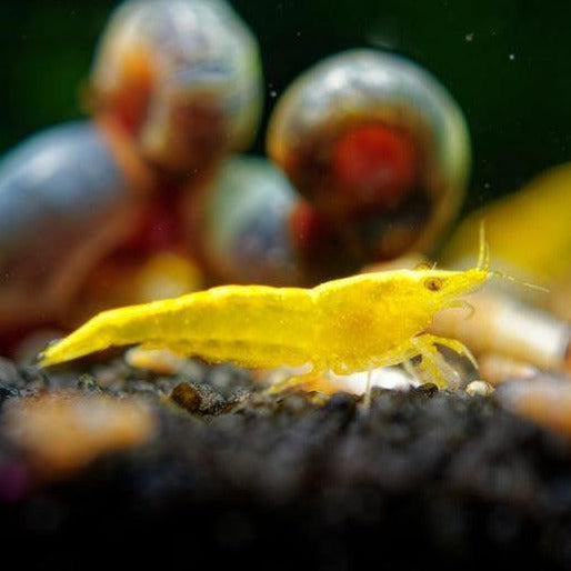 Goldenback Yellow Dwarf Shrimp 10+ Pack