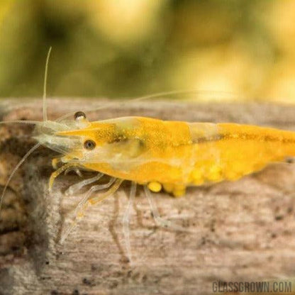 Goldenback Yellow Dwarf Shrimp 10+ Pack