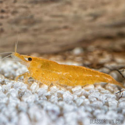 Goldenback Yellow Dwarf Shrimp 10+ Pack