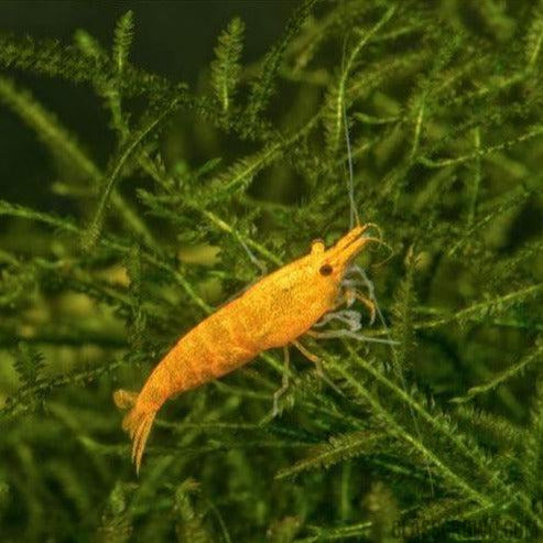 Goldenback Yellow Dwarf Shrimp 10+ Pack