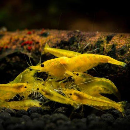 Goldenback Yellow Dwarf Shrimp 10+ Pack
