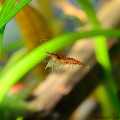 Red Cherry Dwarf Shrimp 10+ Pack
