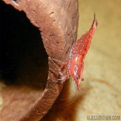 Red Cherry Dwarf Shrimp 10+ Pack