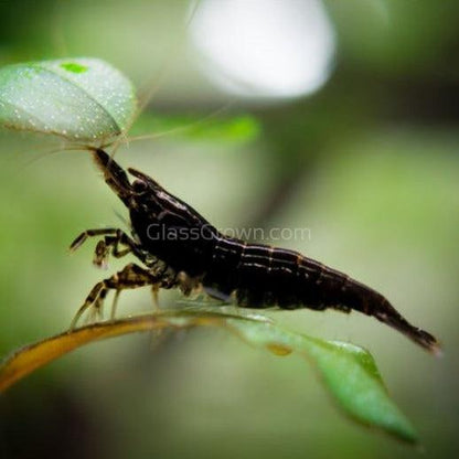 Skittles Dwarf Shrimp 10+ Pack