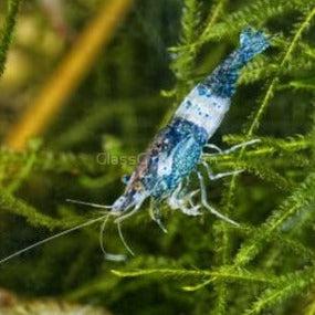 Skittles Dwarf Shrimp 10+ Pack
