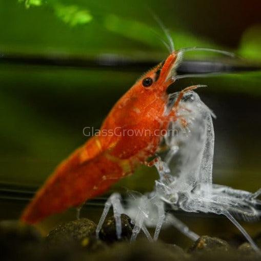 Skittles Dwarf Shrimp 10+ Pack