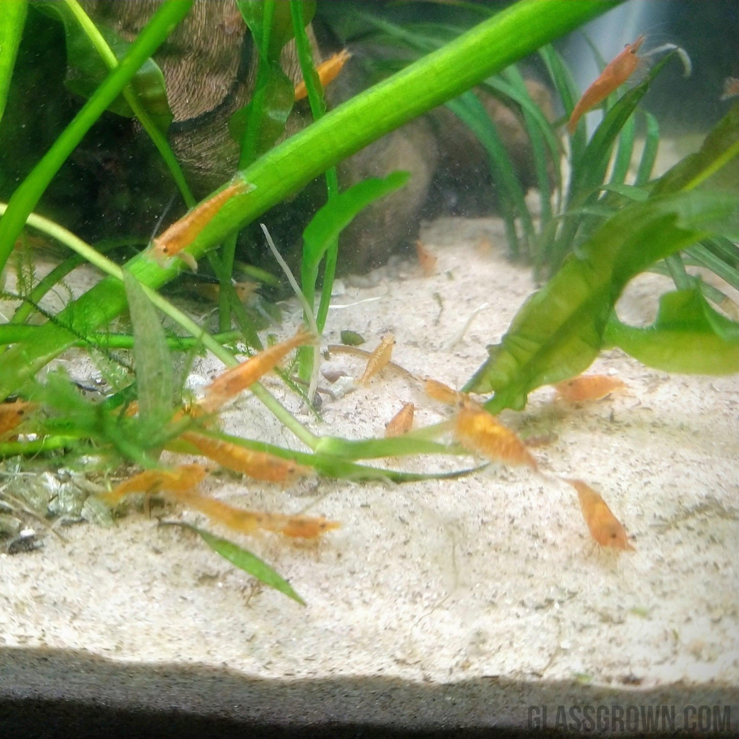 Sunkist Orange Dwarf Shrimp 10+ Pack