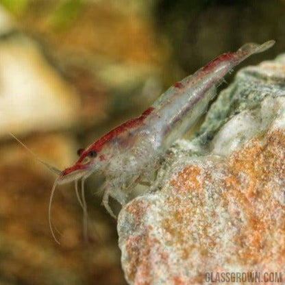 Wild Type Dwarf Shrimp 10+ Pack
