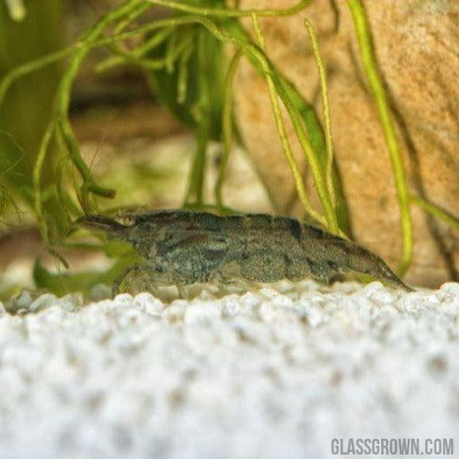 Wild Type Dwarf Shrimp 10+ Pack