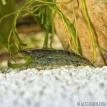 Wild Type Dwarf Shrimp 10+ Pack